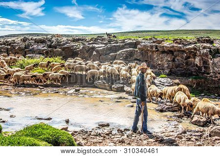 Midelt, Morocco - October 04, 2013. Sheep Shepherd Hunting Sheep In Mountains