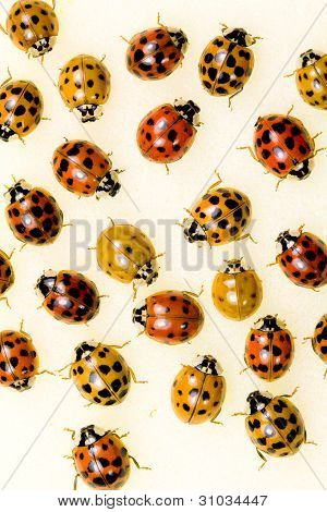 Multi farvet asiatiske dame biller