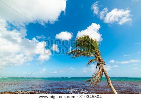 Palm Tree In Autre Bord Beach In Guadeloupe, French West Indies. Lesser Antilles, Caribbean Sea