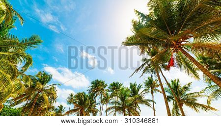 Coconut Palm Trees In Bois Jolan Beach In Guadeloupe, French West Indies. Lesser Antilles, Caribbean