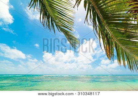 Palm Tree And Turquoise Water In Bois Jolan Beach In Guadeloupe, French West Indies. Lesser Antilles