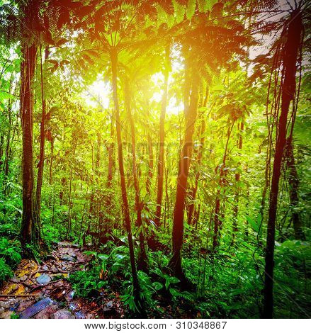 Sun Shining Over A Path In Basse Terre Jungle In Guadeloupe, French West Indies. Lesser Antilles, Ca