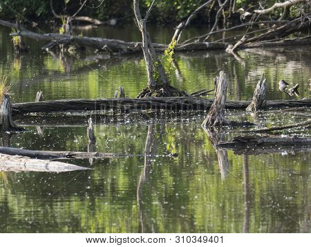 Water Surface O Swamp Green Lake With Dry Logs, Trunk And Trees , Spring Marchland Water Landscape, 