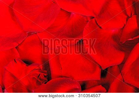 Red Rose Petals Background And Testure, Closeup Macro, High Resolution 1. Nature Romance Background