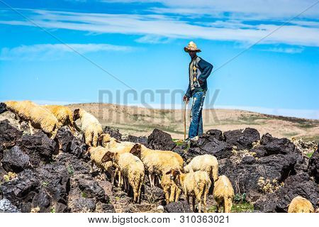 Midelt, Morocco - October 04, 2013. Sheep Shepherd Hunting Sheep In Mountains