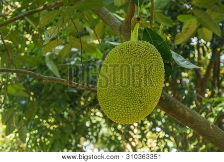 Fresh Green Jackfruit ( Artocarpus Heterophyllus ) Hanging On Brunch Tree In The Garden. Delicious S