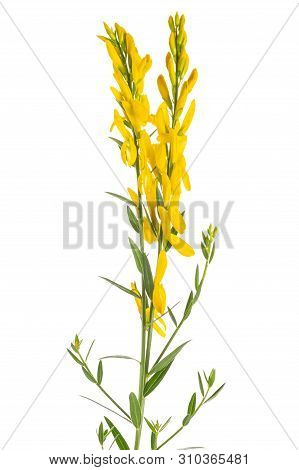 dyer\'s broom isolated on a white background