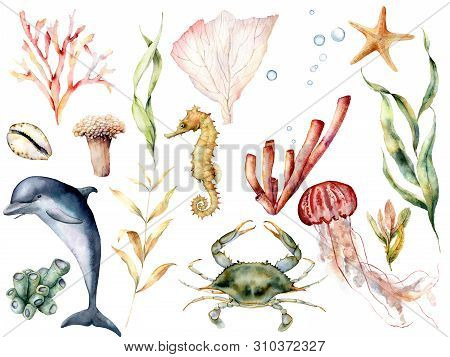 Watercolor Sea Life Set. Hand Painted Coral Reef, Dolphin, Crab, Seahorse, Jellyfish, Starfish And L