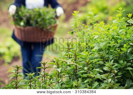 gardening woman holding wooden basket with healthy herbs ment peppermint tea fresh close up
