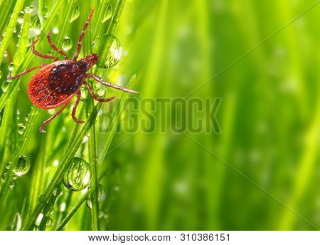Tick on green grass. Dangerous parasite. This animal is vehicle of many infections. Picture with copy space.