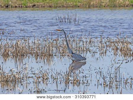Great Blue Heron In A Wetland Pond In The Blackwater National Wildlife Refuge In Maryland