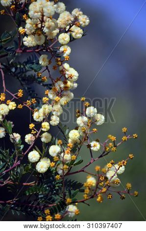 Yellow Flowers And Buds Of The Australian Native Sunshine Wattle, Acacia Terminalis, Family Fabaceae