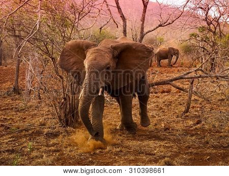 Young Bull Elephant Defending His Heard South Africa