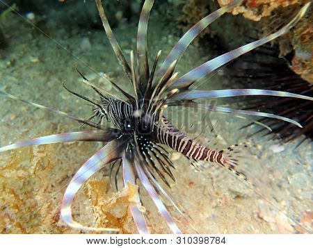 Pterois Volitans Or Red Lionfish Is A Venomous Reef Fish In The Family Scorpaenidae, Are Natively Fo