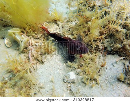A Beautifully Colorful Blenny Fish Sitting On The Bottom Of The Ocean Curiously And Cautiously Watch