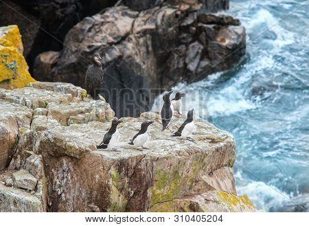 Razorbills And Cormorant  On Rocks In Saltee Islands