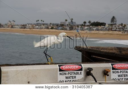 Adult Snowy Egret Walking Along Pier Railing.  White Sea Bird Close Up With Beach In The Distance.  