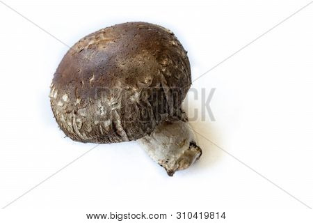 Shiitake Mushroom On An Isolated White Background.
