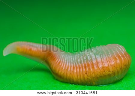 Close-up Photo Of Linguatula Serrata Or Tongue Worm