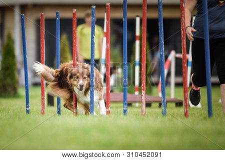 Redmerle Australian Shepherd Is Running On Czech Agility Competition Slalom. Prague Agility Competit