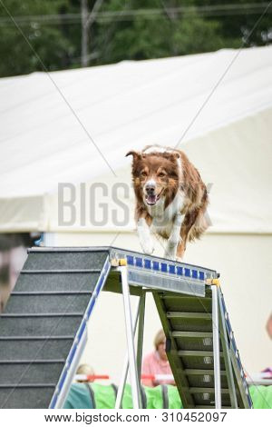 Redmerle Australian Shepherd Is Balance Beam. Prague Agility Competition In Dog Park Pesopark.