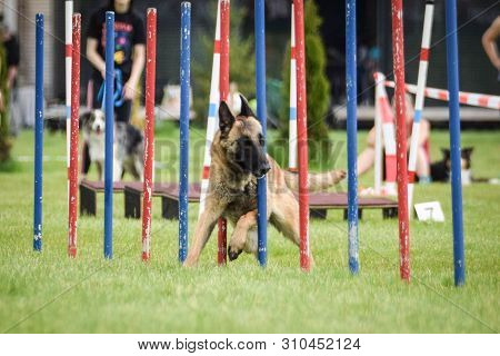 Belgian Malinois Is Running On Czech Agility Competition Slalom. Prague Agility Competition In Dog P
