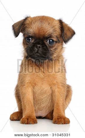 Griffon Bruxellois hvalp