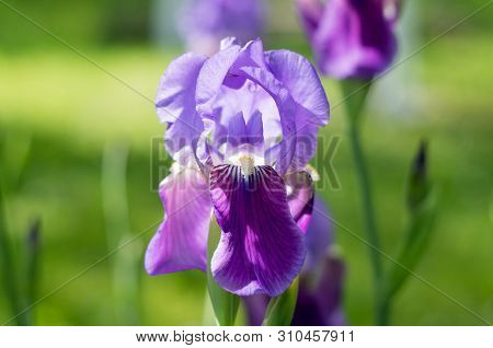 Violet Flower Iris In The Garden. Flower In The Garden. Spring Flower Iris Shot In Clear Sun On Gree