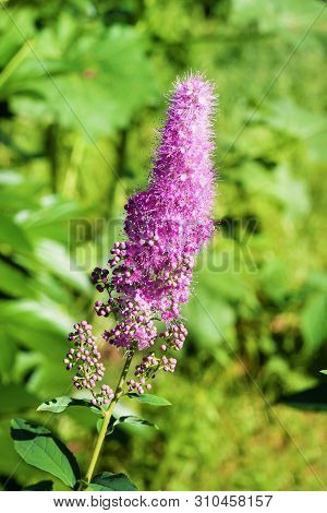 Closeup Of Flowering Willow-herb (spiraea Salicifolia) In The Garden