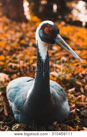 Daurian Crane Against The Background Of Autumn Foliage In The Zoo Of Kaliningrad, Soft Focus, Animal
