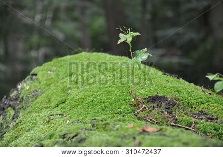 Macro Photoraphy Moss On Tree Trunk. Green Living.