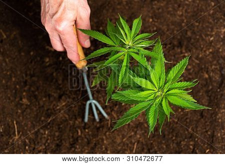 Person Planting Industrial Hemp In The Soil With Gardening Tools