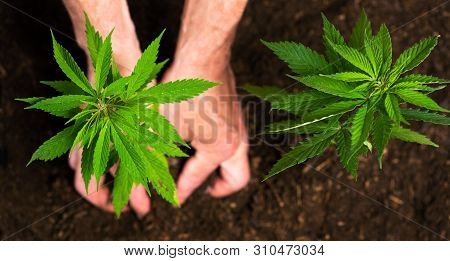 Person Planting Industrial Hemp In The Soil With Gardening Tools