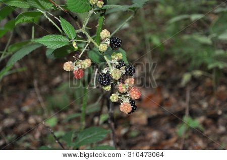 Fresh Blackberry In The Forest. Closeup Photography.