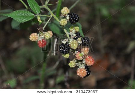 Fresh Blackberry In The Forest. Closeup Photography.