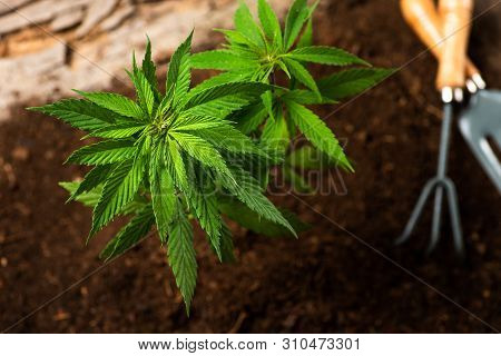 Industrial Hemp Plant Growing From The Soil And Gardening Tools