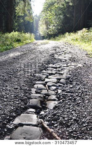 Road In The Forest. Find Your Own Way.