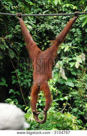 Orang-Utan 세 피로 크, 사바, 보르네오에 와이어에서 거