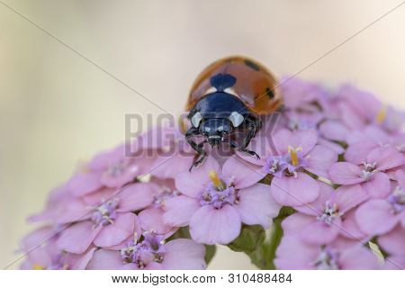 Coccinella 7-punctata (seven-spot Ladybird) On Achillea Millefollium ‘summer Berries’