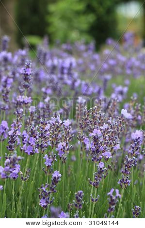 BlÃ¼ten von Lavendel