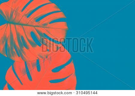 Two Tropical Jungle Monstera Leaves Isolated On Blue Background. Flat Lay Style.