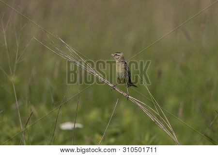 Female  Bobolink (dolichonyx Oryzivorus) Sitting On A Branch Of A Bush In A Meadow Near The Nest.nat