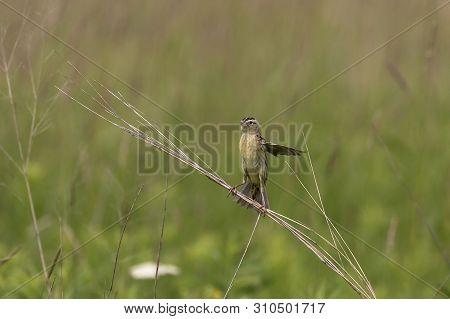 Female  Bobolink (dolichonyx Oryzivorus) Sitting On A Branch Of A Bush In A Meadow Near The Nest.nat