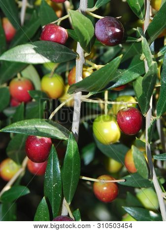 Olives , Oil , Olive Tree , Oleic Acid , Healthy Fat