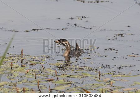 Young Pied-billed Grebe (podilymbus Podiceps) On The Lake