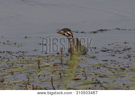 Young Pied-billed Grebe (podilymbus Podiceps) On The Lake