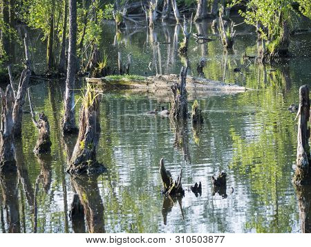 Water Surface O Swamp Green Lake With Dry Logs, Trunk And Trees , Spring Marchland Water Landscape, 