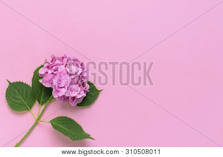 Beautiful Flowers Of Pink Hydrangea With Green Leaves On Pink Background Top View Flat Lay Copy Spac
