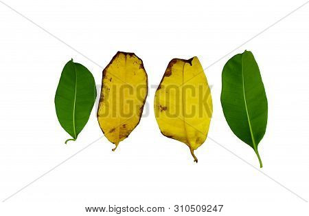 Green Kankrao Leaves And Yellow Kankrao Leaves On Isolated White Background.