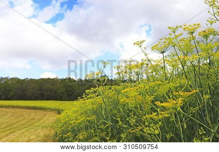 Beautiful Landscape With A Yellow Blooming Fennel Field Anad A Cloud - Sky